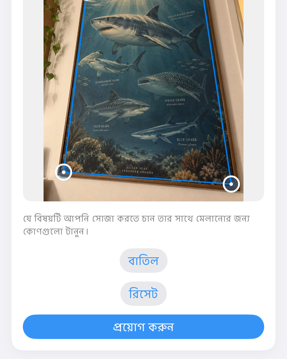 ImageSetta সোজা করুন: তির্যকভাবে তোলা হাঙর পোস্টার, কাজে নীল কোণার হ্যান্ডেল।