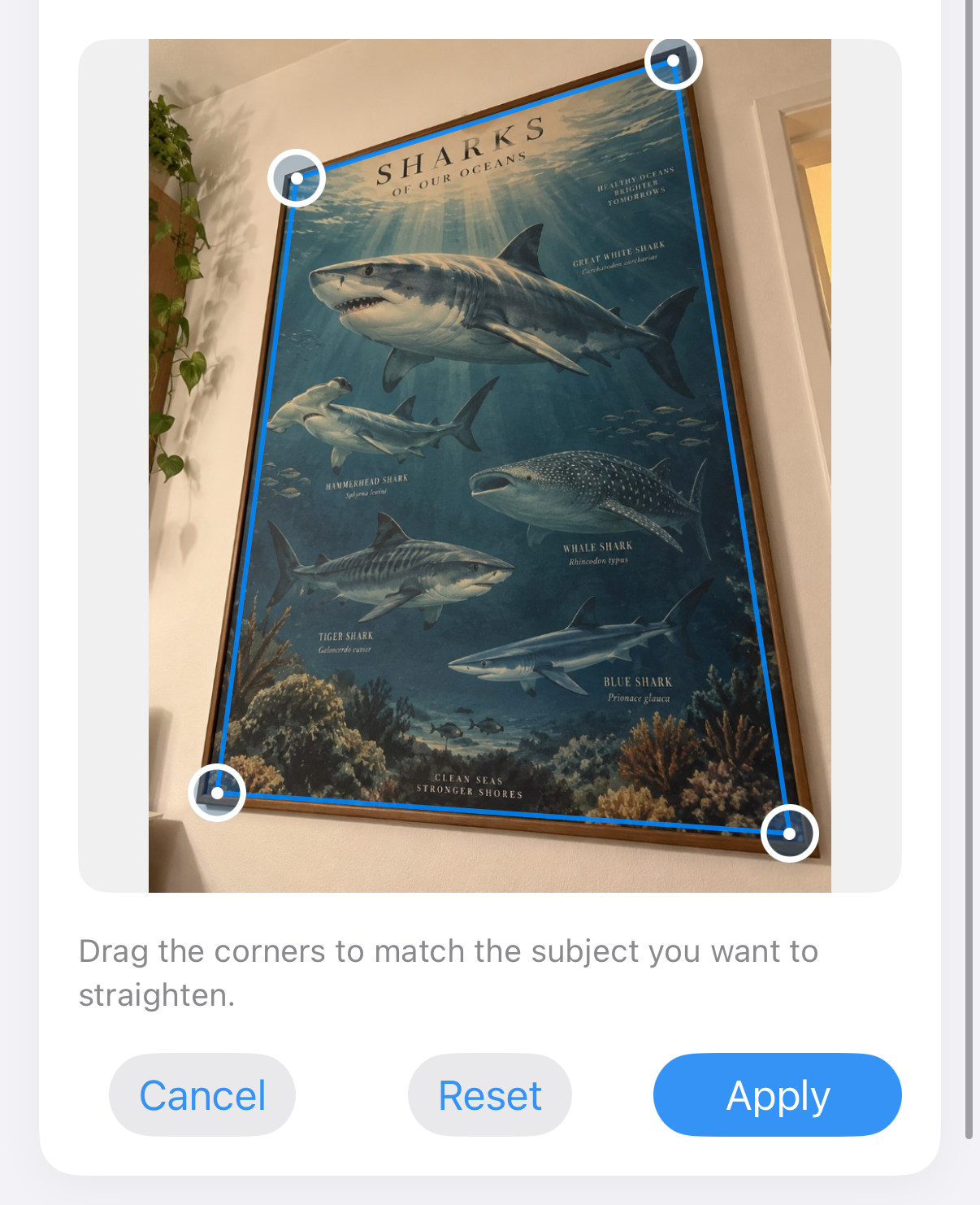ImageSetta Straighten editor: shark poster photographed at an angle, with blue corner handles on the artwork.