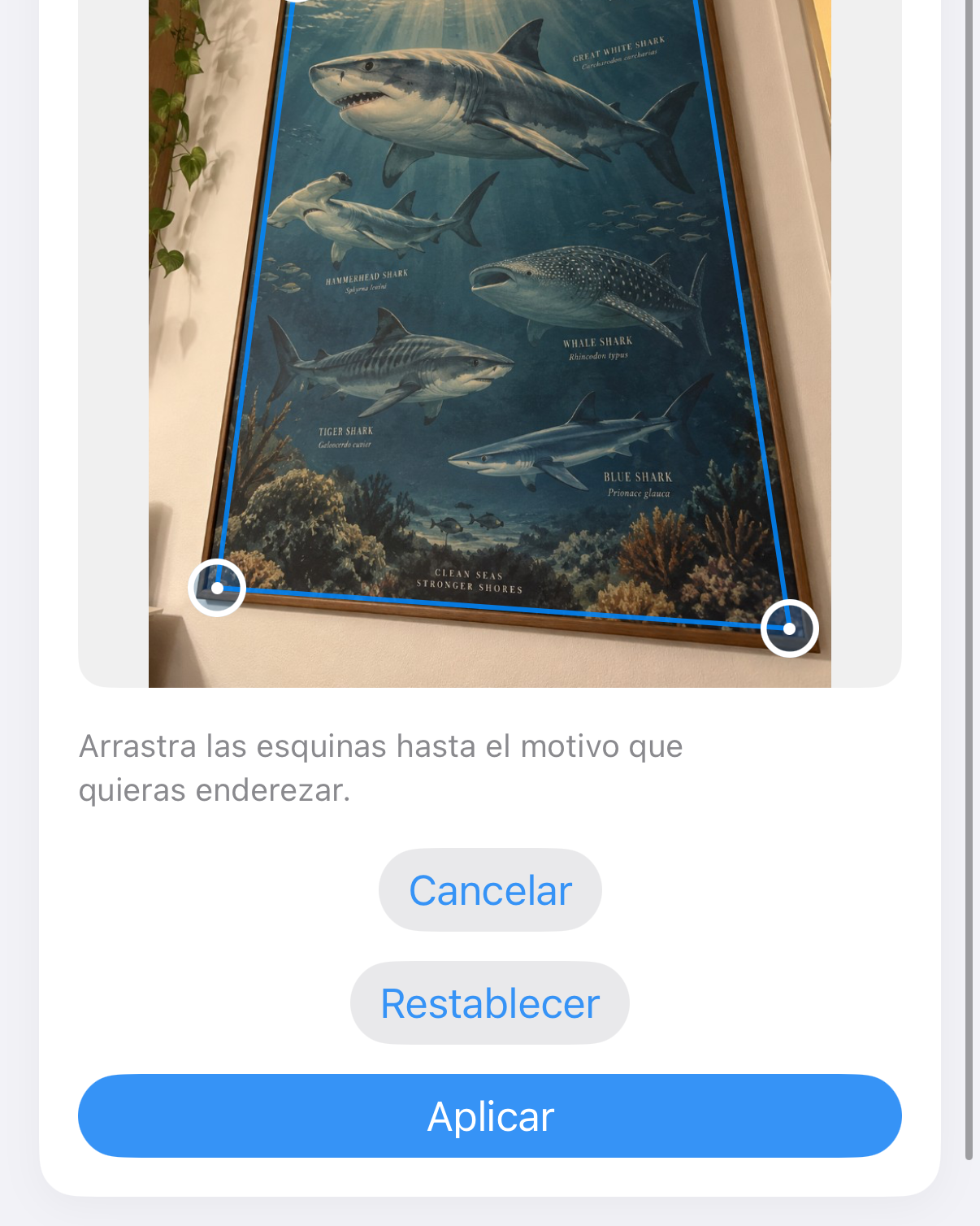 ImageSetta Enderezar: póster del tiburón fotografiado en ángulo, con asas azules en la obra.