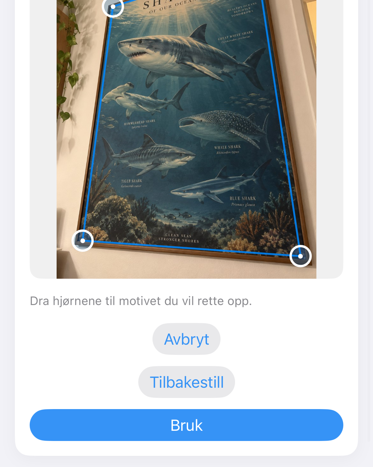 ImageSetta Rett opp: haiplakaten fotografert på skrå, med blå hjørnehåndtak på verket.