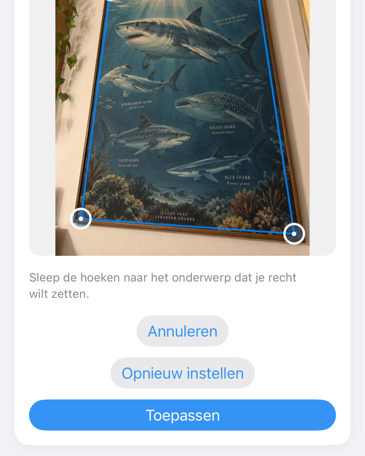ImageSetta Rechttrekken: haaienposter schuin gefotografeerd, met blauwe hoekhendels op het werk.