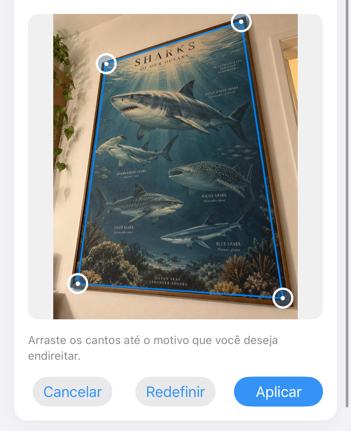 ImageSetta Endireitar: pôster do tubarão fotografado em ângulo, com alças azuis na obra.