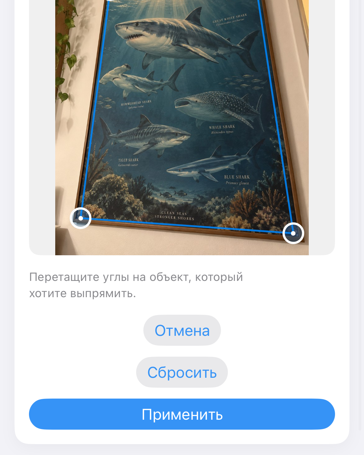 ImageSetta Выровнять: постер с акулой, снятый под углом, с синими маркерами на работе.