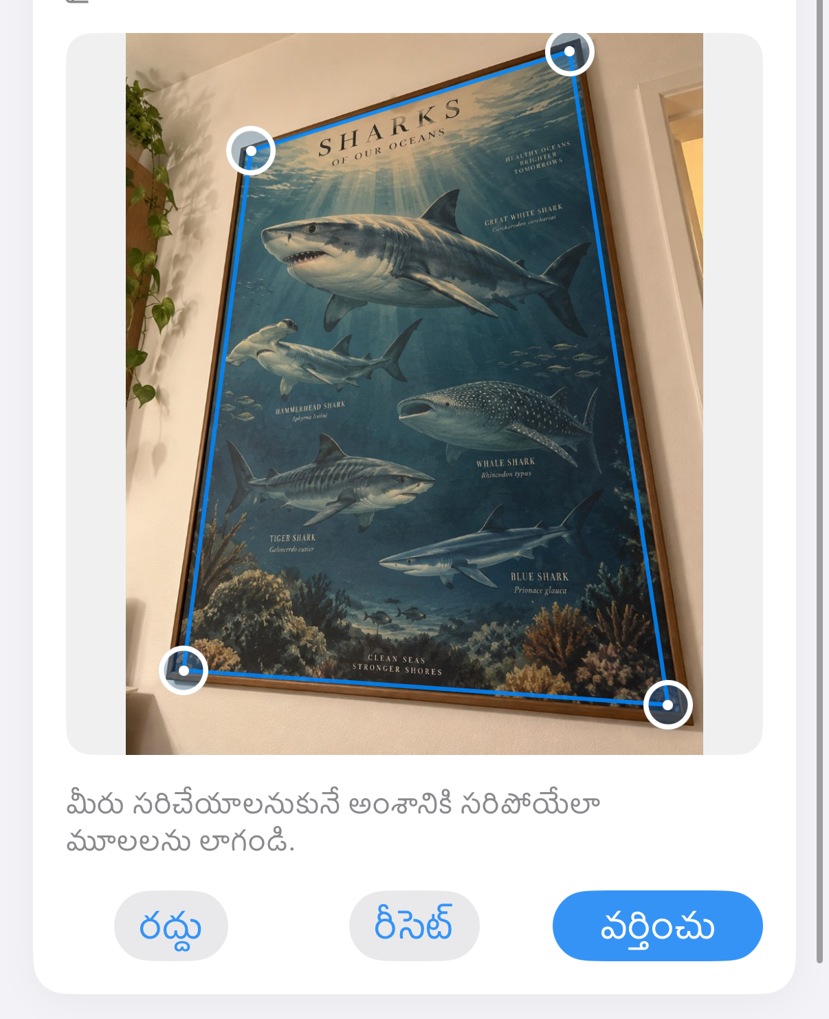 ImageSetta సరిచేయి: వాలుగా తీసిన సొరచేప పోస్టర్, కృతిపై నీలి మూల హ్యాండిల్స్.
