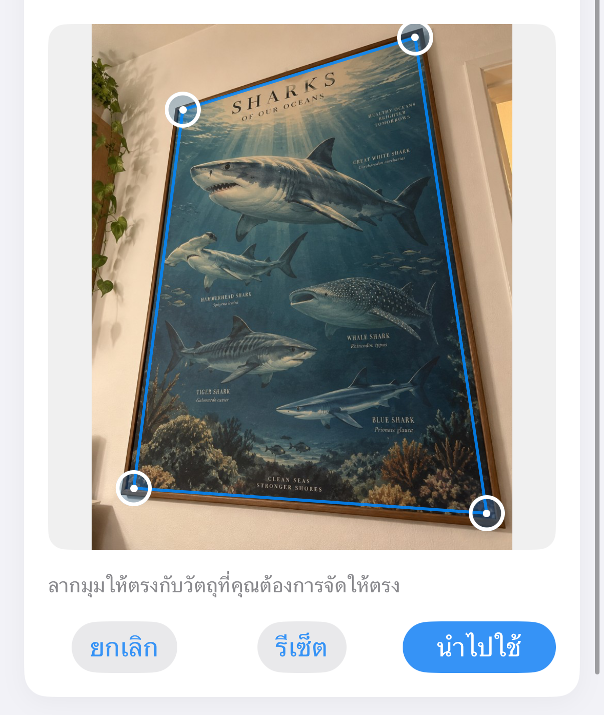 ImageSetta จัดให้ตรง: โปสเตอร์ฉลามที่ถ่ายเอียง พร้อมจุดจับสีน้ำเงินบนผลงาน
